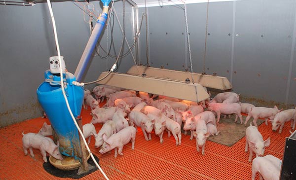 Ngăn Chặn Tiêu Chảy ở Heo Con Thông Qua Cải Thiện Sức Khỏe đường Ruột_công Ty Á Châu_0972502979