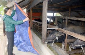 Phòng Chống Dịch Bệnh Cho Vật Nuôi Vào Mùa Mưa Bão_công Ty Á Châu_0972502978