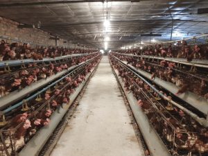 Quản Lý Chăn Nuôi Theo Hướng Tập Trung_công Ty Á Châu_0972502979