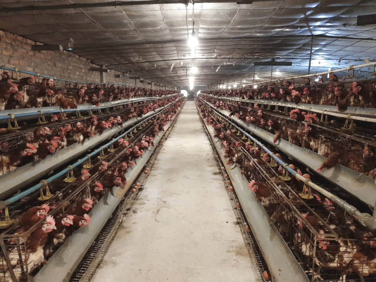 Quản Lý Chăn Nuôi Theo Hướng Tập Trung_công Ty Á Châu_0972502979