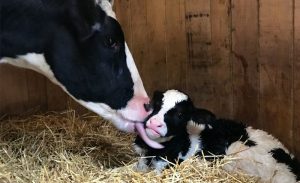 Thời Gian Nằm Có Thể Chỉ Ra Tình Trạng Sức Khỏe Của Bò Mới đẻ_công Ty Á Châu_0972502979