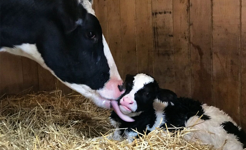 Thời Gian Nằm Có Thể Chỉ Ra Tình Trạng Sức Khỏe Của Bò Mới đẻ_công Ty Á Châu_0972502979