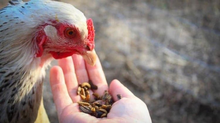 Tìm Hiểu Chu Trình Canxi Hàng Ngày ở Gà đẻ_công Ty Á Châu_0972502979