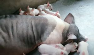 Bệnh Sót Nhau ở Lợn Nái_công Ty Á Châu_0972502979