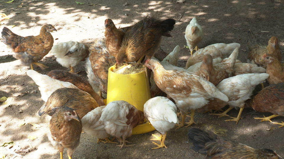 Chăm Sóc Vật Nuôi Mùa Mưa Bão_công Ty Á Châu_ 0972502979