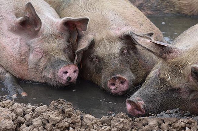 Chứng Vàng Da (bệnh Lợn Nghệ) ở Heo_công Ty Á Châu_0972502979