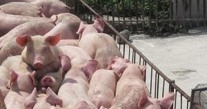 Dịch Tiêu Chảy Cấp Trên Heo-những điều Cần Biết_công Ty Á Châu_0972502979