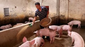 GiÁ Heo HƠi NgÀy 0408, ThỊ TrƯỜng KhÓ ĐoÁn_công Ty Á Châu_0972502979