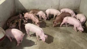 GiÁ Heo HƠi NgÀy 11-08, Quay ĐẦu GiẢm_công Ty Á Châu_0972502979