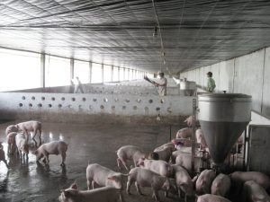 GiÁ Heo HƠi NgÀy 21-08, ĐiỀu ChỈnh NhẸ_công Ty Á Châu_0972502979