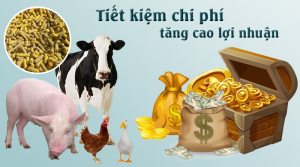 Giải Pháp Giảm Chi Phí Trong Chăn Nuôi_công Ty Á Châu_0972502979