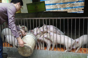 Giảm Chi Phí Thức ăn Chăn Nuôi Nhờ Phương Pháp Lên Men Lỏng_công Ty Á Châu_0972502979