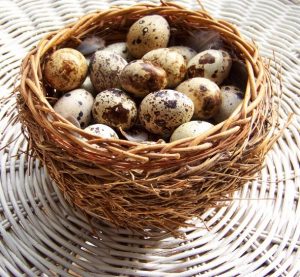 Ích Lợi Tự Nhiên Của Trứng Cút_công Ty Á Châu_ 0972502979