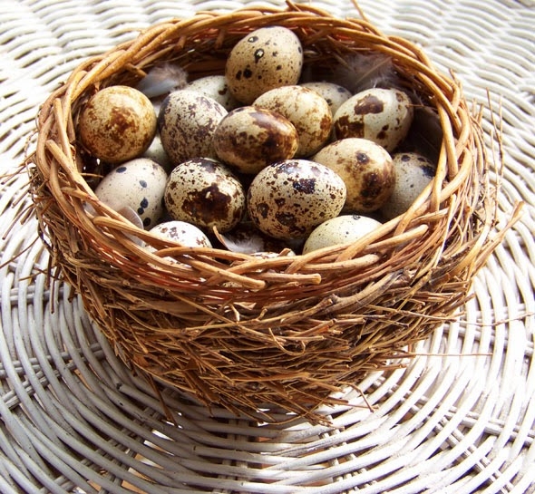 Ích Lợi Tự Nhiên Của Trứng Cút_công Ty Á Châu_ 0972502979