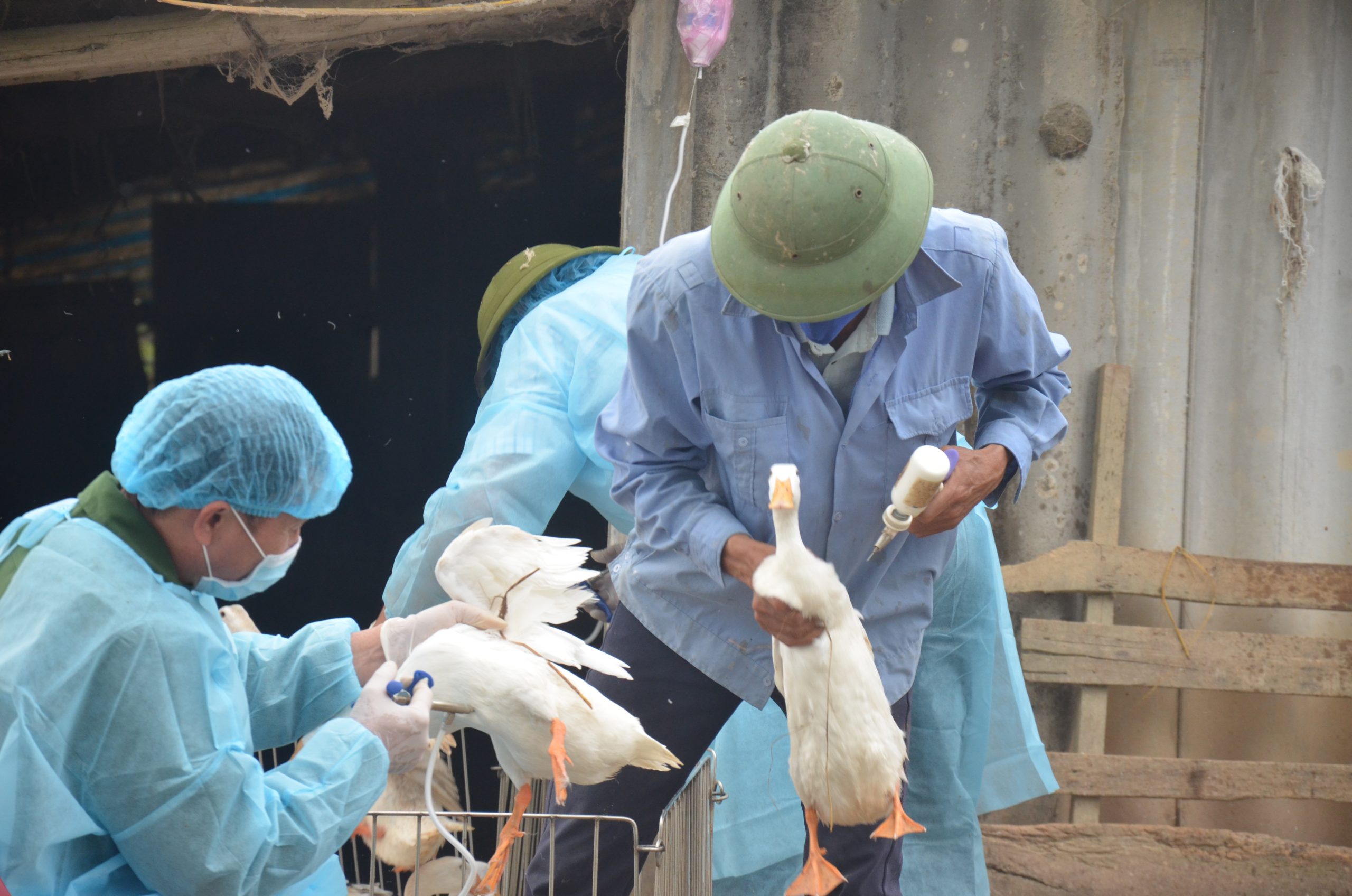 Miễn Phí 4 Loại Vacxin Phòng Bệnh đàn Vật Nuôi_công Ty Á Châu_ 0972502979