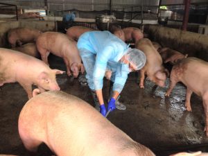 Quy định Về Sử Dụng Kháng Sinh Trong Chăn Nuôi động Vật Trên Cạn_công Ty Á Châu_0972502979