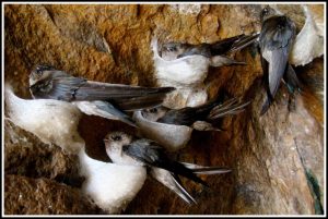 Để Nghề Nuôi Yến Bền Vững [bài 1] Nguy Cơ Lụi Tàn Vì Nạn Săn Bắt_công Ty Á Châu_0972502979