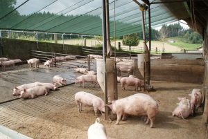 GiÁ Heo HƠi NgÀy 11-09, ĐẦu TuẦn ĐẢo ChiỀu_công Ty Á Châu_0972502979