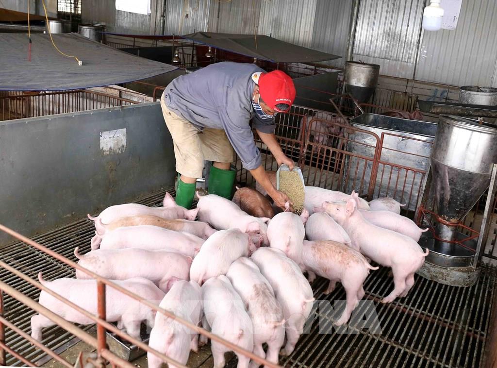 GiÁ Heo HƠi NgÀy 18-09, HẠ NhiỆt ĐẦu TuẦn_công Ty Á Chấu_0972502979