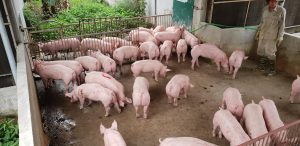 GiÁ Heo HƠi NgÀy 26-09, TiẾp TỤc Lao DỐc_công Ty Á Châu_0972502979