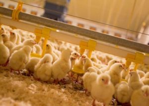 Kinh Nghiệm Nhận Biết Và Xử Lý Khi Gà Con Giống Bị Mất Nước_công Ty Á Châu_ 0972502979