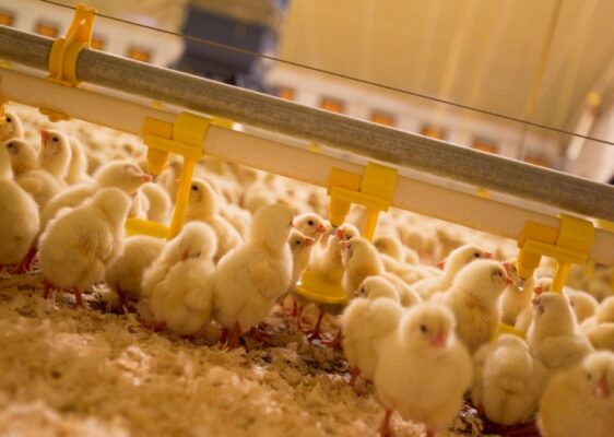 Kinh Nghiệm Nhận Biết Và Xử Lý Khi Gà Con Giống Bị Mất Nước_công Ty Á Châu_ 0972502979