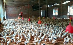 Ngăn Chặn Gà Giống Nhập Lậu_chăn Nuôi Á Châu_0972502979