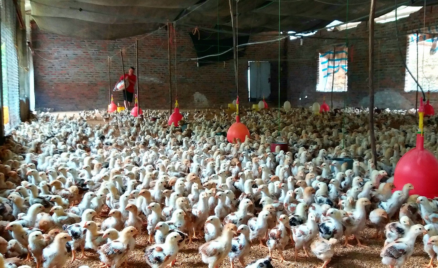 Ngăn Chặn Gà Giống Nhập Lậu_chăn Nuôi Á Châu_0972502979