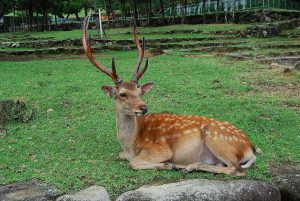 Những Lưu ý Phòng Bệnh Trên Hươu Nuôi_công Ty Á Châu_0972502979