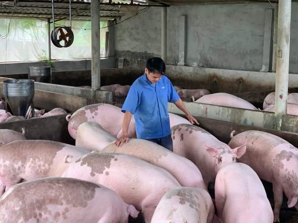 GiÁ Heo HƠi NgÀy 16-10, ĐẦu TuẦn TiẾp ĐÀ GiẢm_công Ty Á Châu_0972502979