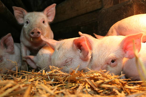Seven Little Pigs Under A Heating Lamp On A Dutch Farm