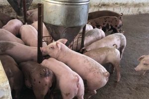 GiÁ Heo HƠi NgÀy 2410, Ba MiỀn TĂng MẠnh_công Ty Á Châu_0972502979