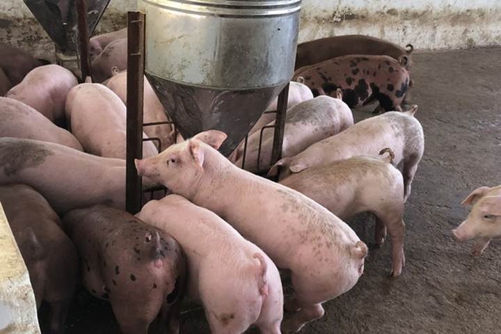 GiÁ Heo HƠi NgÀy 2410, Ba MiỀn TĂng MẠnh_công Ty Á Châu_0972502979