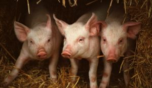 GiÁ Heo HƠi NgÀy 25-10, ThỊ TrƯỜng SÔi ĐỘng_công Ty Á Châu_0972502979