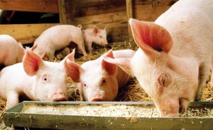 GiÁ Heo HƠi NgÀy 26-10, MiỀn BẮc BẤt NgỜ ĐẢo ChiỀu_công Ty Á Châu_0972502979