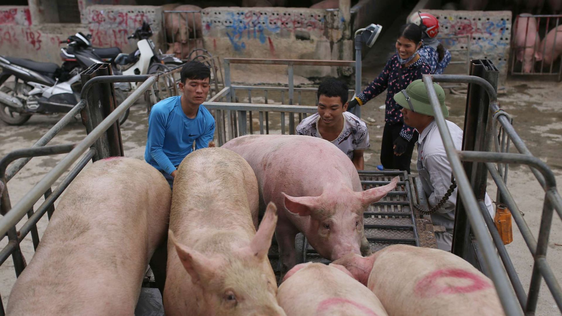 GiÁ Heo HƠi NgÀy 27-10, KhÔng BỀn VỮng_công Ty Á Châu_0972502979