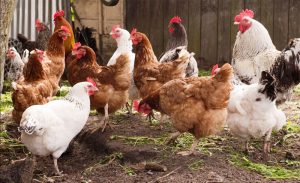 Lưu ý Khi Tái đàn Vật Nuôi_công Ty Á Châu_0972502979