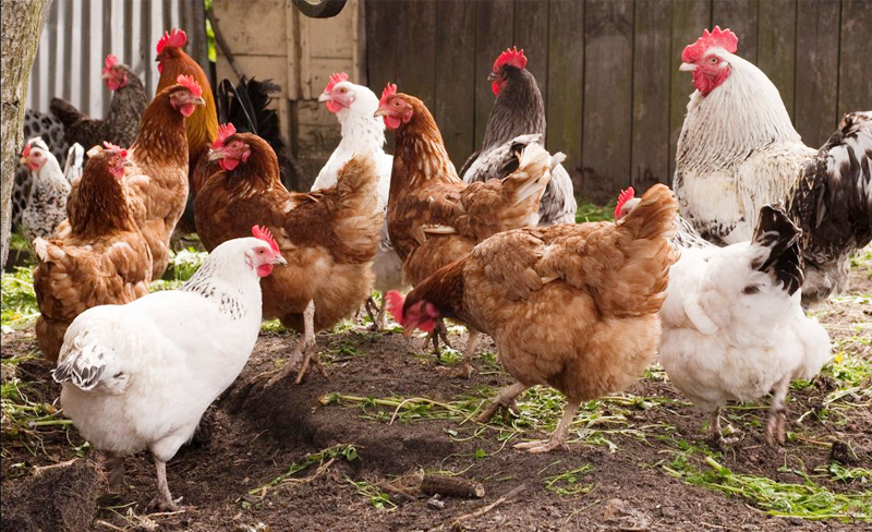 Lưu ý Khi Tái đàn Vật Nuôi_công Ty Á Châu_0972502979