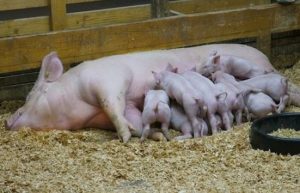 Những Lưu ý Trong Nuôi Lợn Nái đang Cho Con Bú_công Ty Á Châu_0972502979