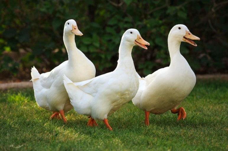 Phòng Trị Bệnh Reovirus Trên Vịt_công Ty Á Châu_0972502979