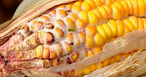 Tổng Quan Về Mycotoxin_công Ty Á Châu_0972502979