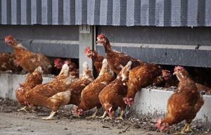 Bệnh Leuco Trên Gà Và Biện Pháp Phòng Trị_công Ty Á Châu_0972502979