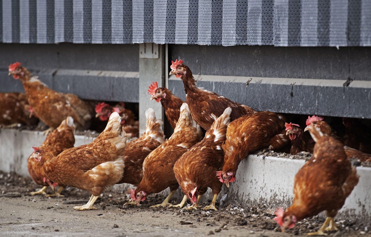 Bệnh Leuco Trên Gà Và Biện Pháp Phòng Trị_công Ty Á Châu_0972502979