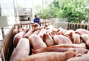 Bệnh Xoắn Khuẩn (leptospiriosis)_công Ty Á Châu_0972502979