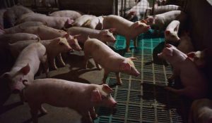 GiÁ Heo HƠi NgÀy 01-11, ThỊ TrƯỜng Đi Ngang_công Ty Á Châu_0972502979