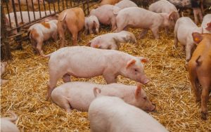 GiÁ Heo HƠi NgÀy 07-11, MiỀn BẮc KhÓ TrỤ VỮng_công Ty Á Châu_0972502979