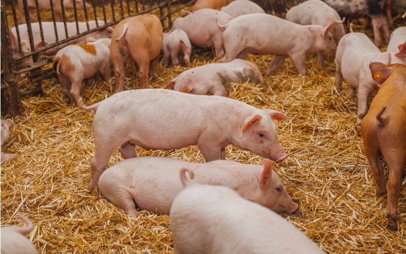 GiÁ Heo HƠi NgÀy 07-11, MiỀn BẮc KhÓ TrỤ VỮng_công Ty Á Châu_0972502979