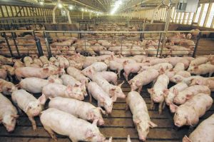 GiÁ Heo HƠi NgÀy 09-11, GiẢm ThÊm VÀi TỈnh_công Ty Á Châu_0972502979