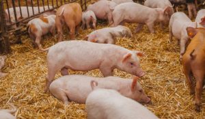 GiÁ Heo HƠi NgÀy 22-11, BẮc- Nam TrÁi ChiỀu_công Ty Á Châu_0972502979