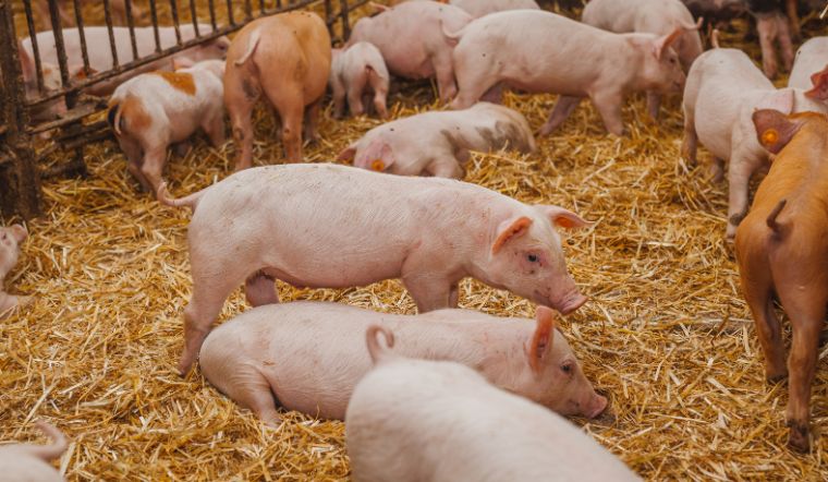 GiÁ Heo HƠi NgÀy 22-11, BẮc- Nam TrÁi ChiỀu_công Ty Á Châu_0972502979